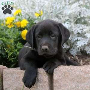 Drew, Black Labrador Retriever Puppy