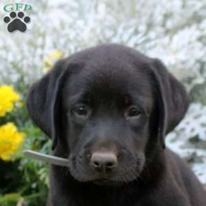 Drew, Black Labrador Retriever Puppy