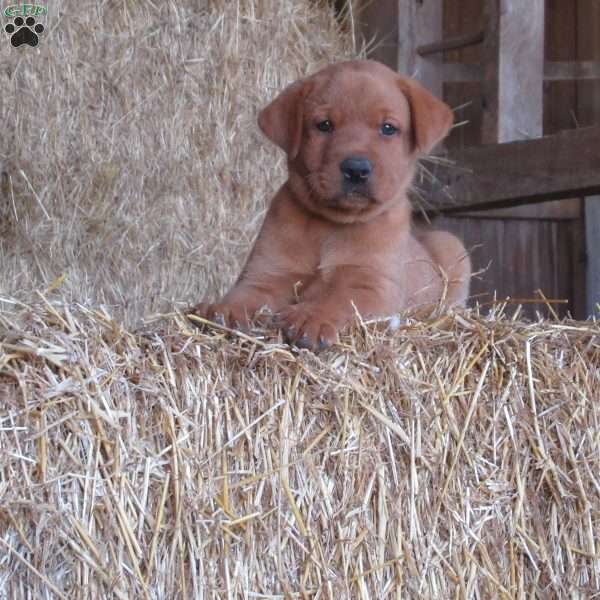 Duramax, Fox Red Labrador Retriever Puppy