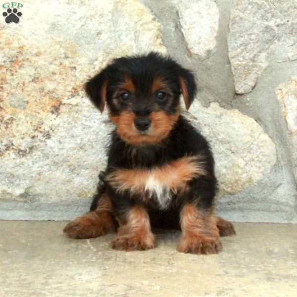 Dustin, Yorkie Puppy