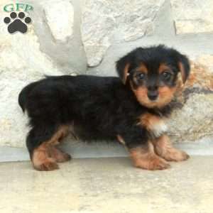 Dustin, Yorkie Puppy