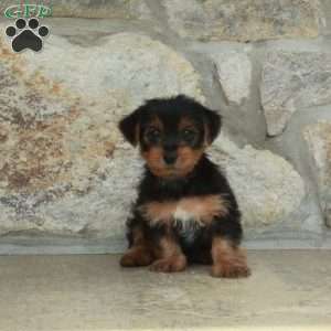 Dustin, Yorkie Puppy