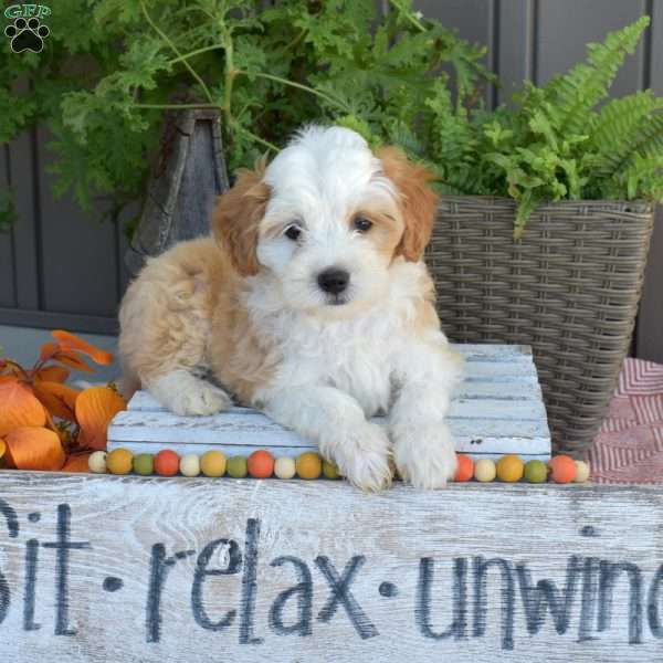 Dusty, Mini Bernedoodle Puppy