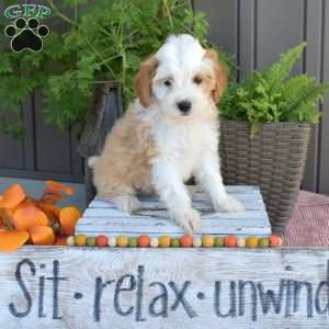 Dusty, Mini Bernedoodle Puppy
