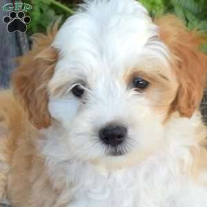 Dusty, Mini Bernedoodle Puppy