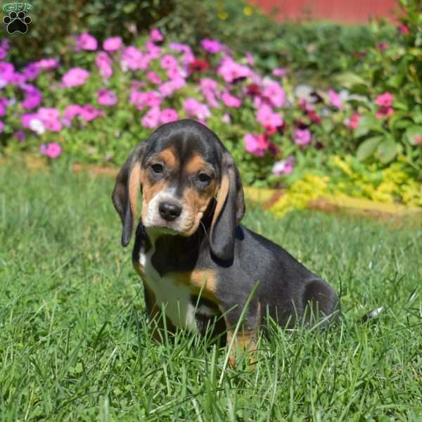 Dutchess, Beagle Puppy