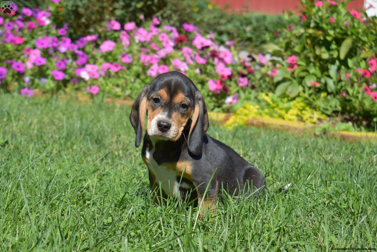 Dutchess