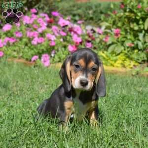 Dutchess, Beagle Puppy