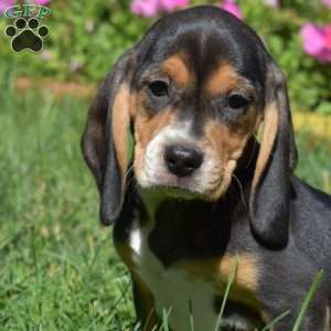 Dutchess, Beagle Puppy