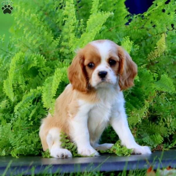 Dutchess, Cavalier King Charles Spaniel Puppy