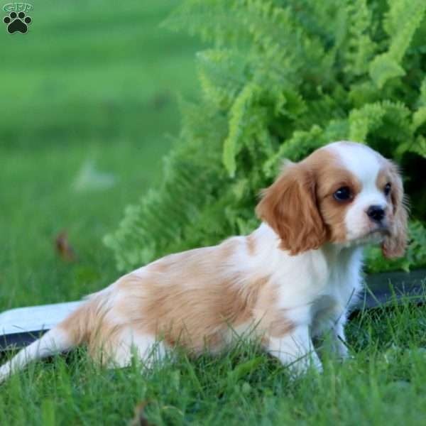 Dylan, Cavalier King Charles Spaniel Puppy