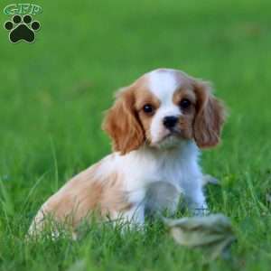 Dylan, Cavalier King Charles Spaniel Puppy
