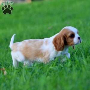 Dylan, Cavalier King Charles Spaniel Puppy