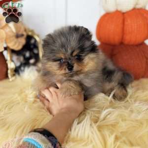 Little Neptune, Pomeranian Puppy