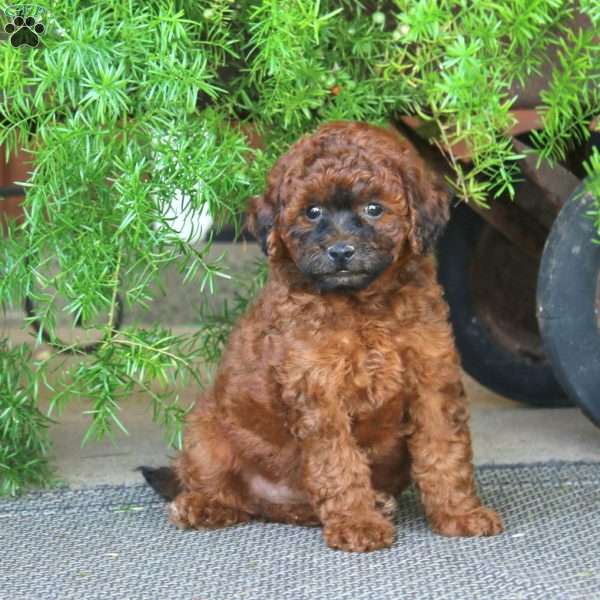 Ebony, Miniature Poodle Puppy