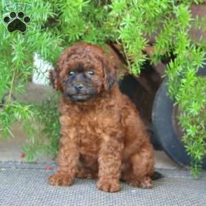 Ebony, Miniature Poodle Puppy
