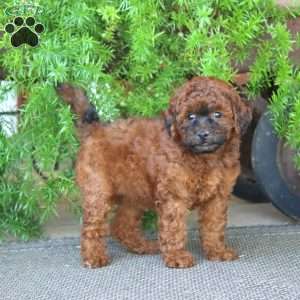 Ebony, Miniature Poodle Puppy