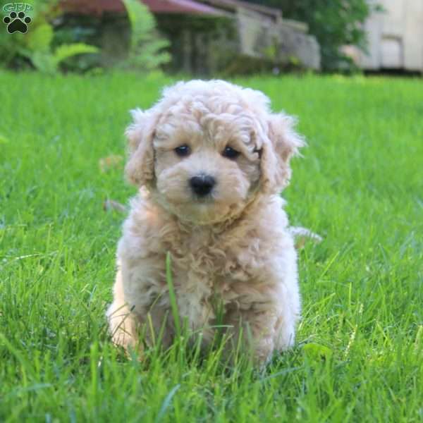 Echo, Bich-Poo Puppy