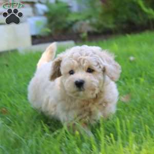 Echo, Bich-Poo Puppy