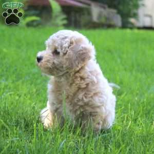 Echo, Bich-Poo Puppy