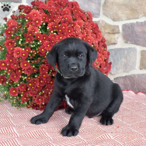 Eclipse, Black Labrador Retriever Puppy