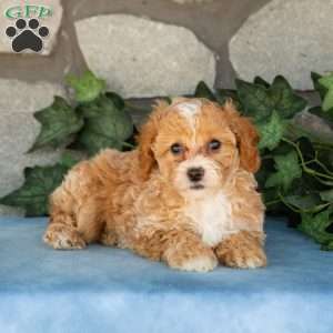 Kallie, Maltipoo Puppy