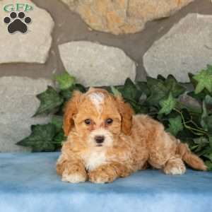 Kallie, Maltipoo Puppy