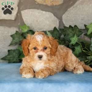 Kallie, Maltipoo Puppy