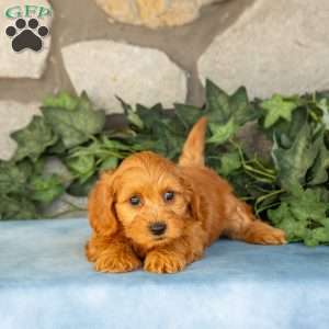 Kane, Maltipoo Puppy