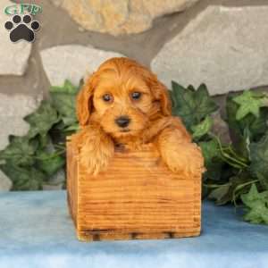 Kane, Maltipoo Puppy