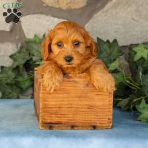 Kane, Maltipoo Puppy