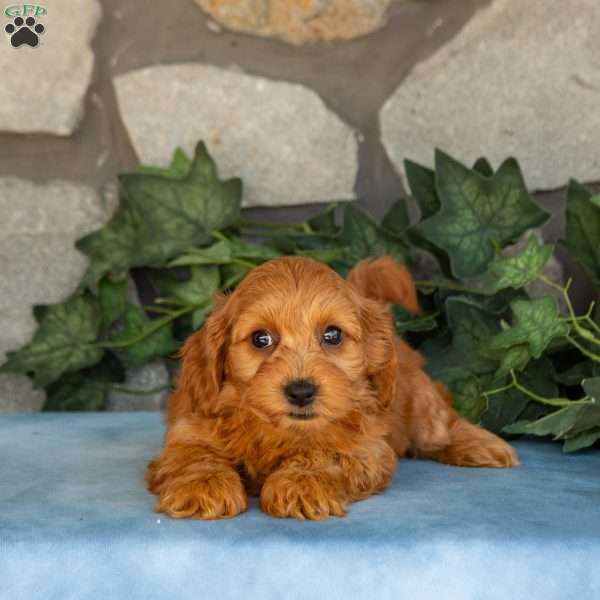 Kane, Maltipoo Puppy