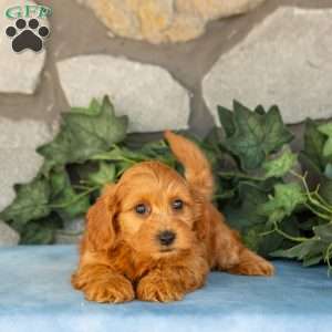 Kane, Maltipoo Puppy
