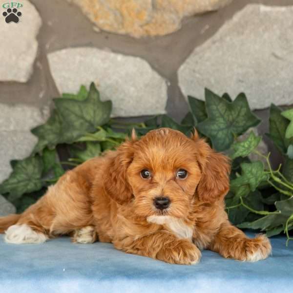 Koby, Maltipoo Puppy