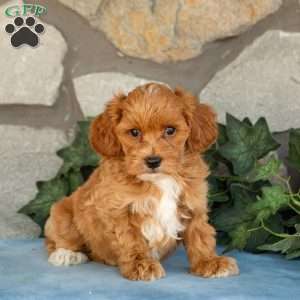 Koby, Maltipoo Puppy