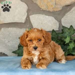 Koby, Maltipoo Puppy