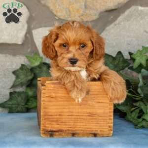 Koby, Maltipoo Puppy