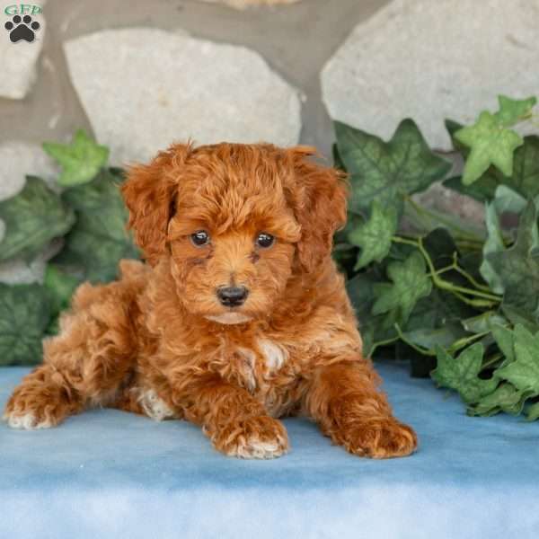 Kane, Maltipoo Puppy