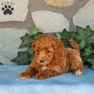 Kane, Maltipoo Puppy