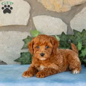 Kane, Maltipoo Puppy
