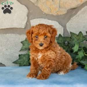 Kane, Maltipoo Puppy