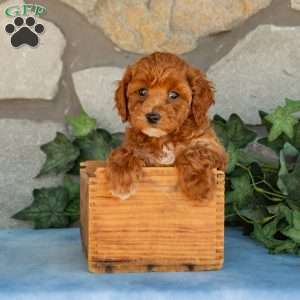 Kane, Maltipoo Puppy