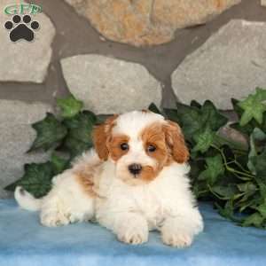 Khloe, Maltipoo Puppy