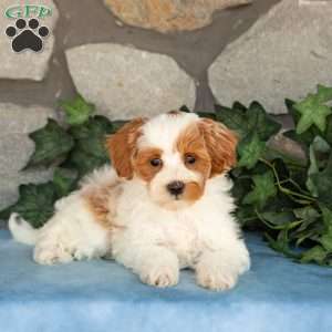 Khloe, Maltipoo Puppy