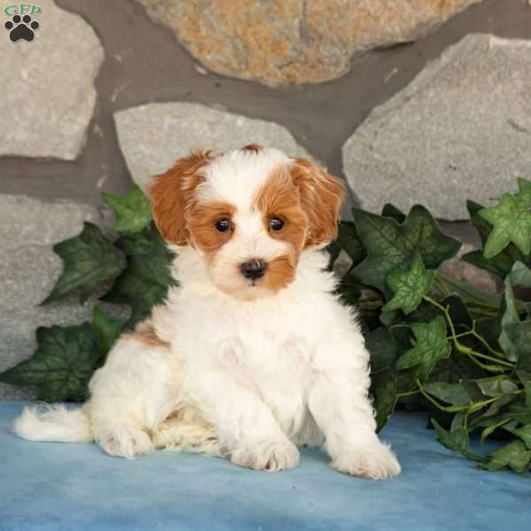 Khloe, Maltipoo Puppy