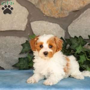Khloe, Maltipoo Puppy