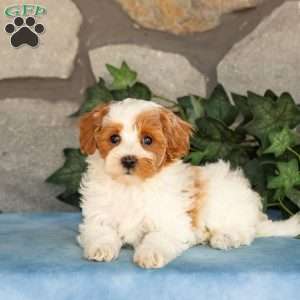 Khloe, Maltipoo Puppy