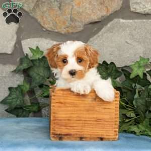 Khloe, Maltipoo Puppy