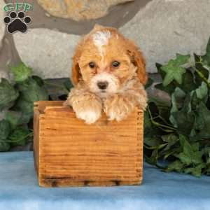 Kallie, Maltipoo Puppy