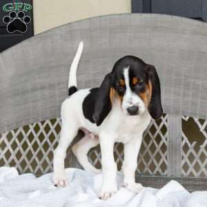 Ranger, Treeing Walker Coonhound Puppy